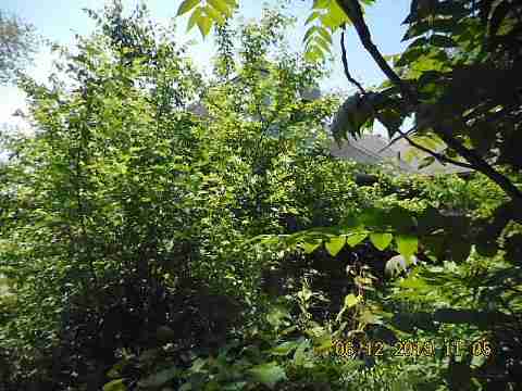 11847 Rosemary (6)_m.jpg